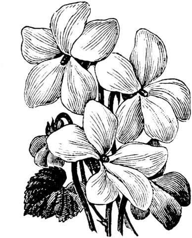 White Violet Coloring Page